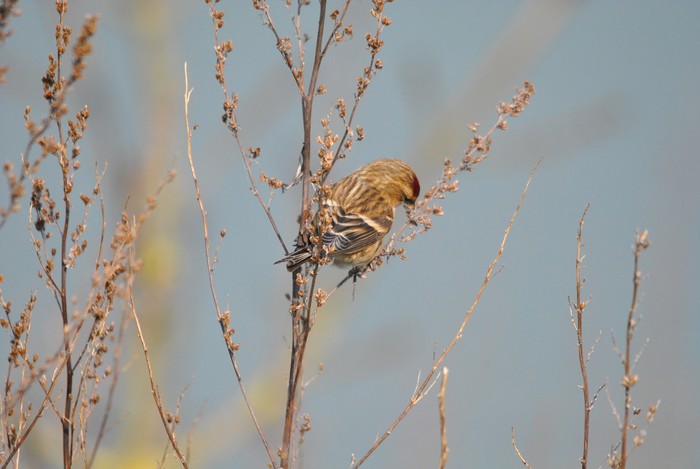 Lesser Redpoll