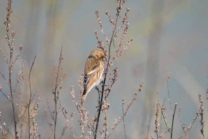 Lesser Redpoll