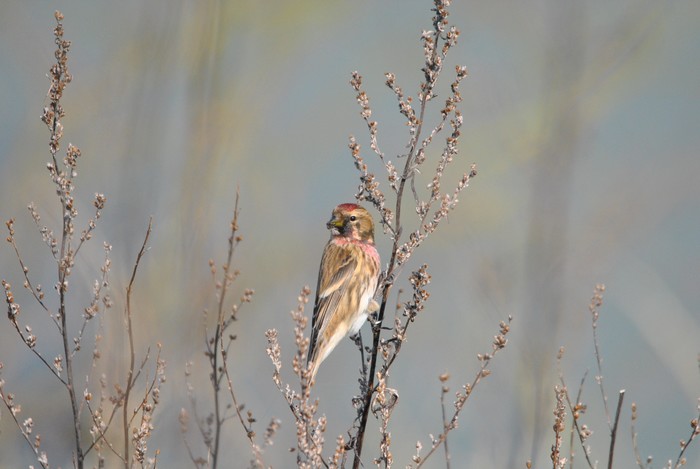 Lesser Redpoll