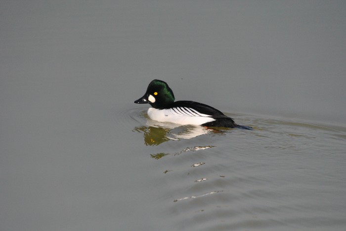 Goldeneye
