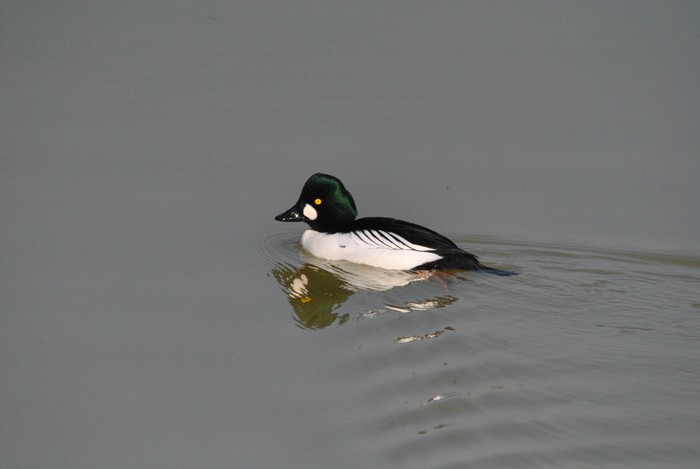 Goldeneye