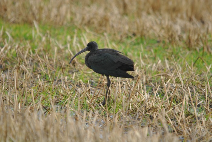 Glossy Ibis
