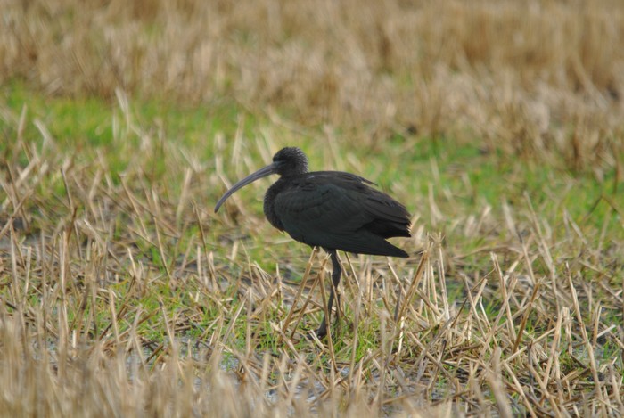 Glossy Ibis