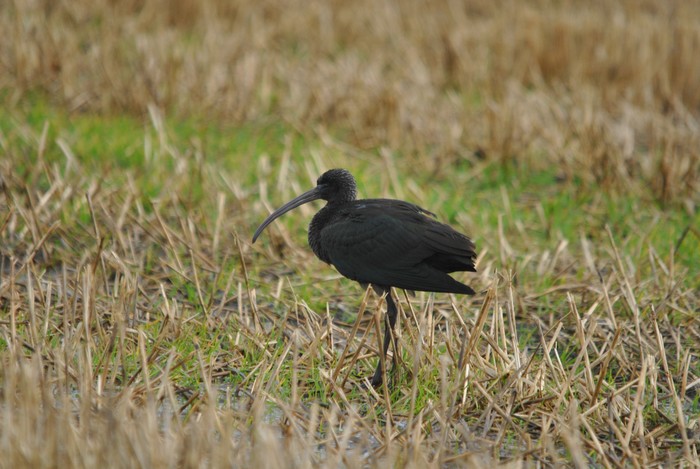 Glossy Ibis