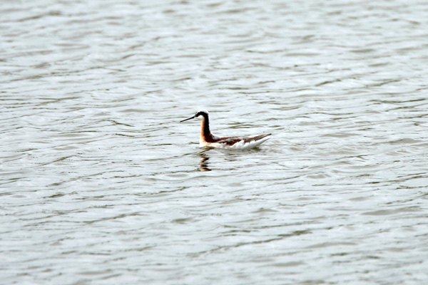 Wilson's Phalarope