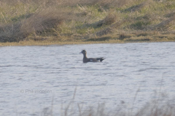 American Wigeon