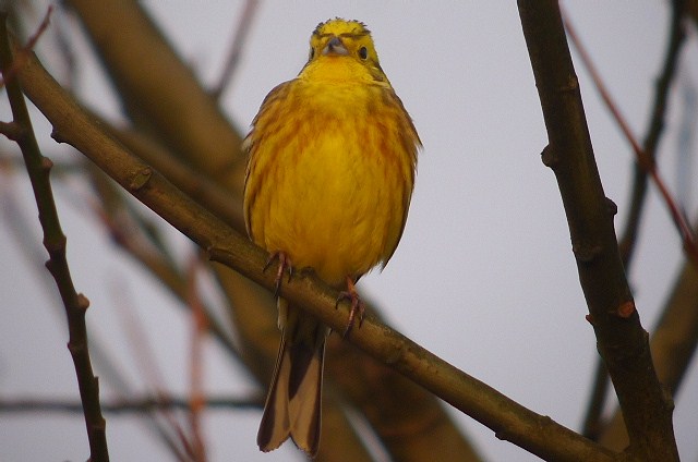 Yellowhammer