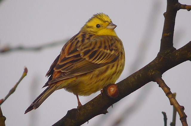 Yellowhammer