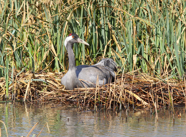 Common Crane