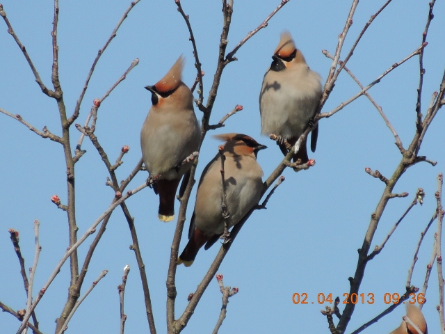 Waxwing