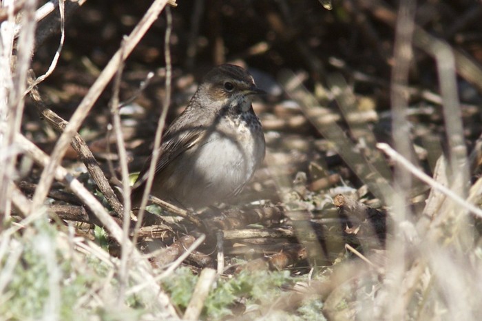 White-spotted Bluethroat