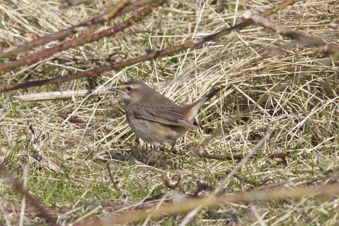White-spotted Bluethroat