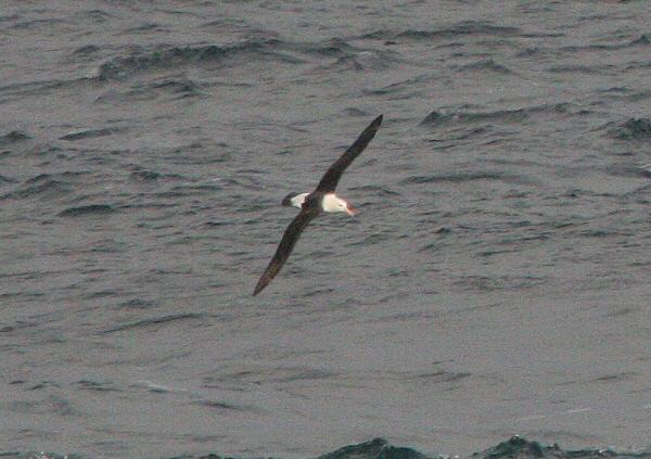 Black-browed Albatross