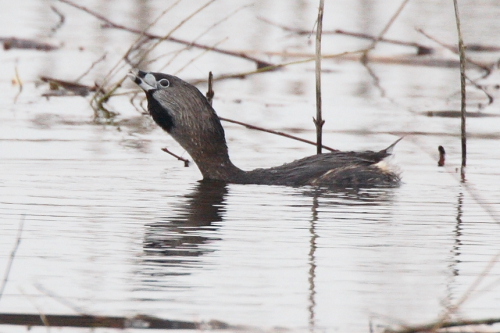 Pied-billed Grebe