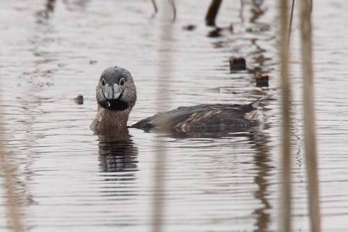 Pied-billed Grebe