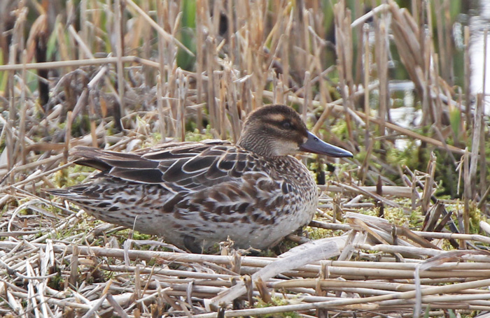 Garganey