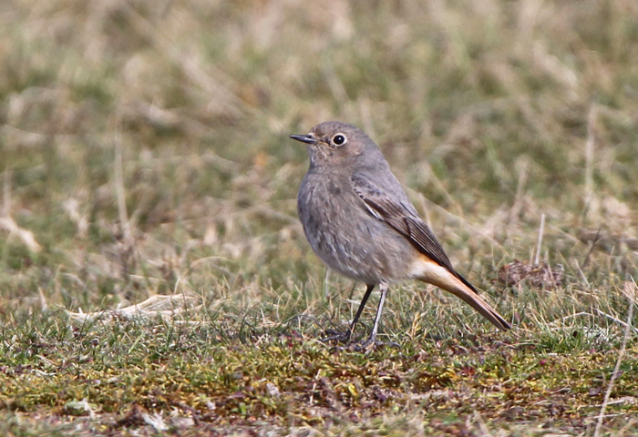 Black Redstart