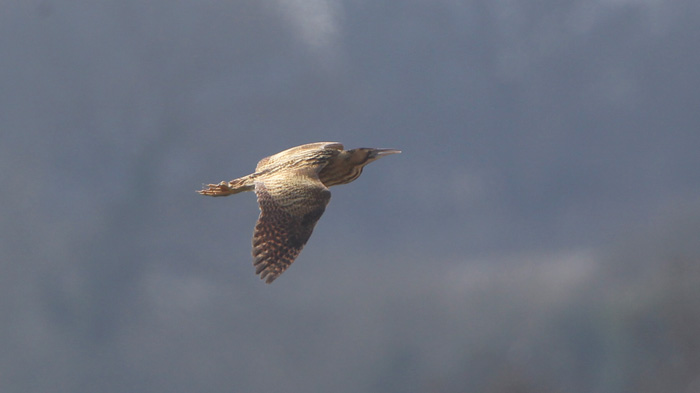 Bittern