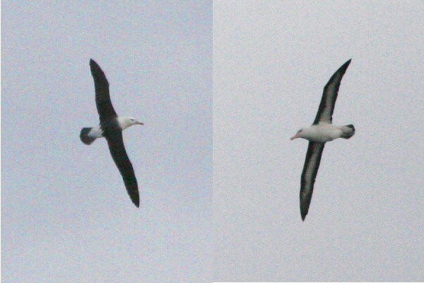 Black-browed Albatross