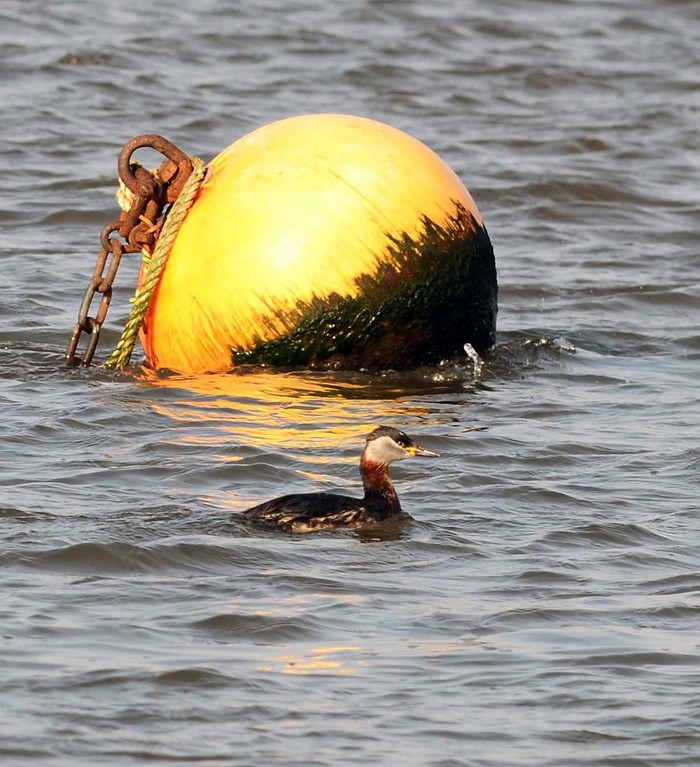 Red-necked Grebe