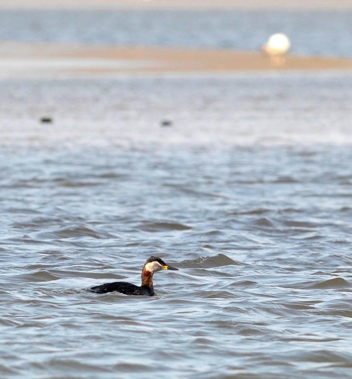 Red-necked Grebe
