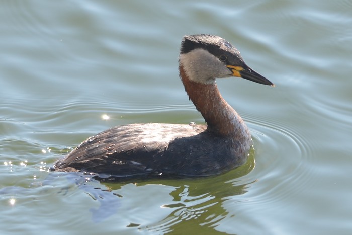 Red-necked Grebe