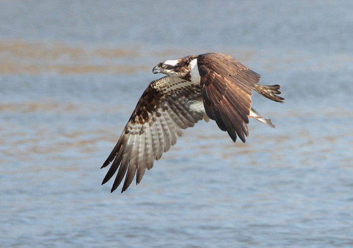 Osprey