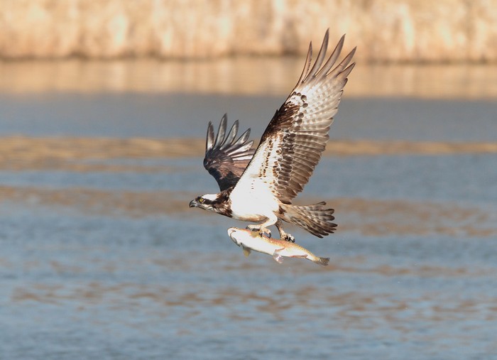 Osprey