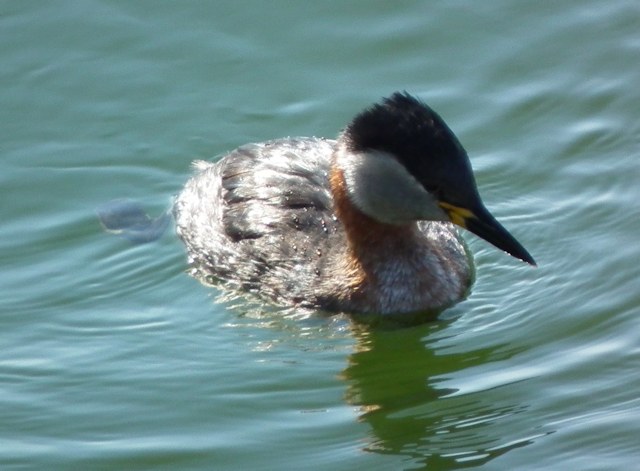 Red-necked Grebe