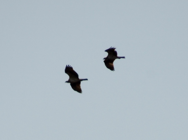 Osprey