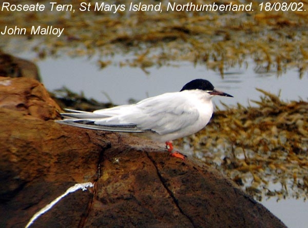 Roseate Tern