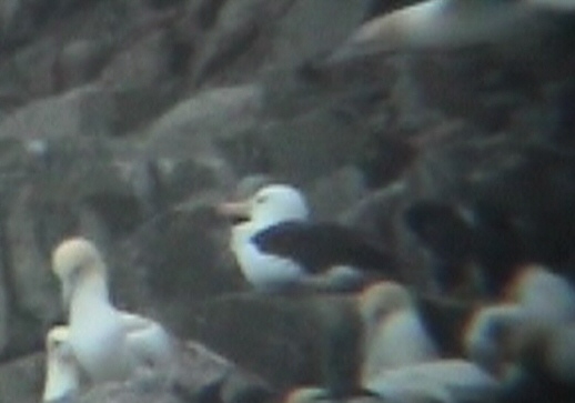 Black-browed Albatross