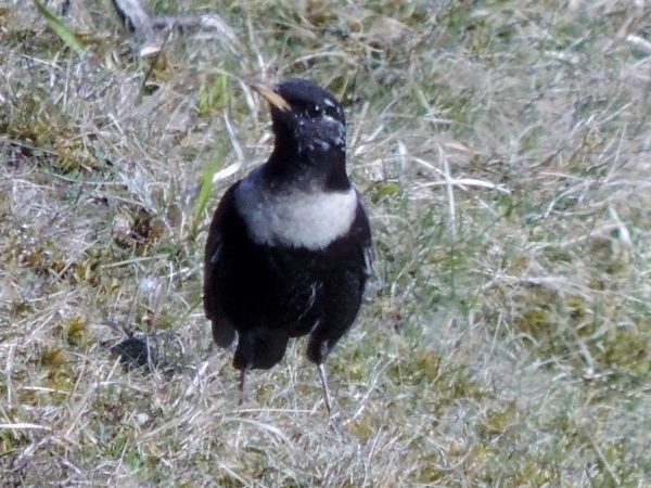 Ring Ouzel