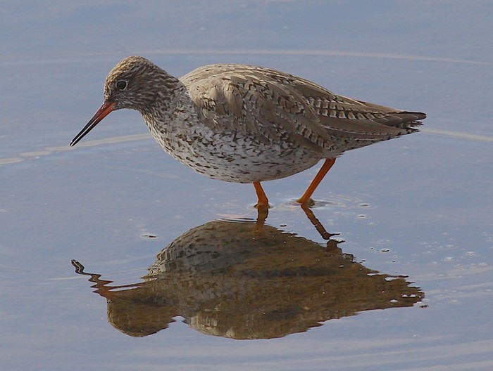 Redshank