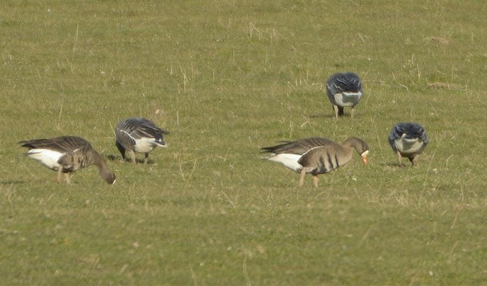 Greenland White-fronted Goose