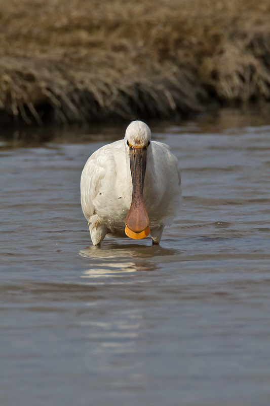 Spoonbill