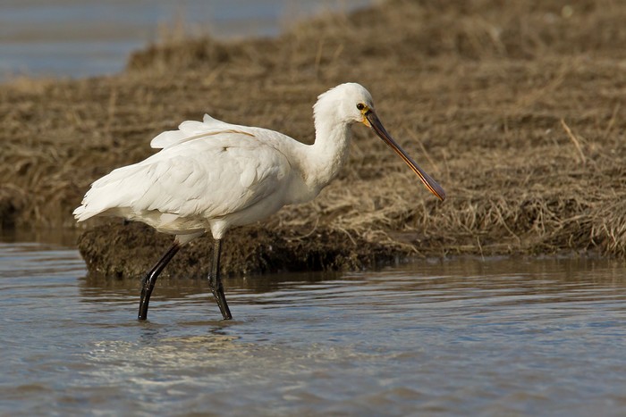 Spoonbill