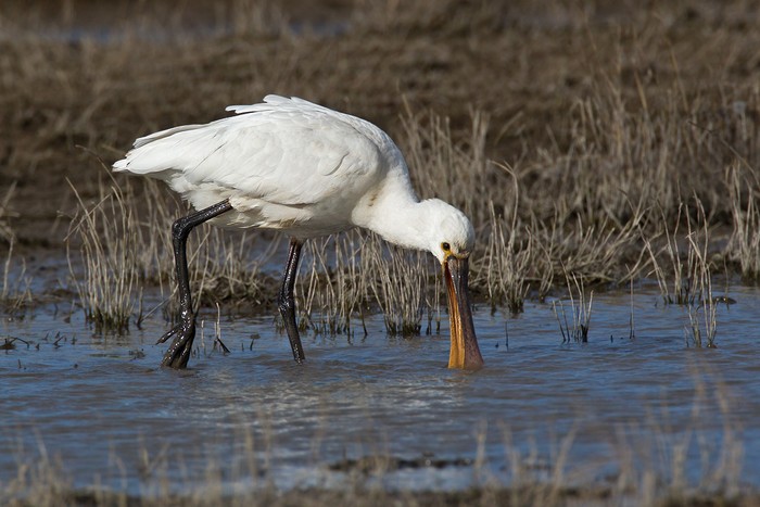 Spoonbill