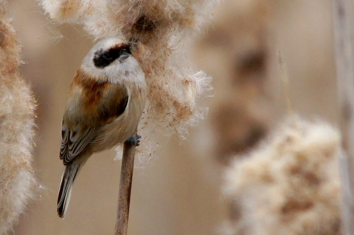 Penduline Tit