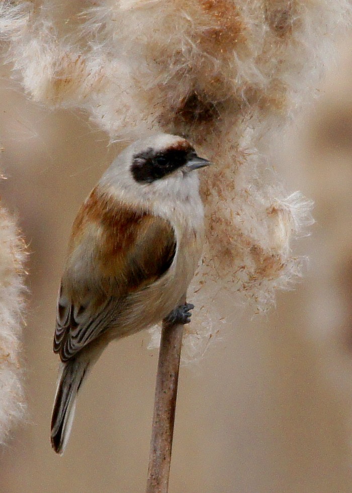 Penduline Tit