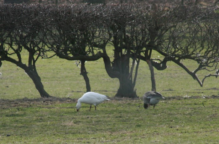 Snow Goose
