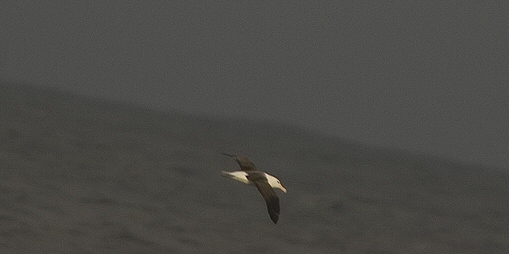 Black-browed Albatross