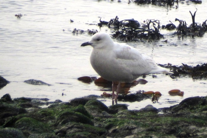 Iceland Gull