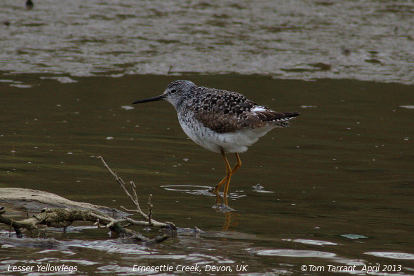 Lesser Yellowlegs