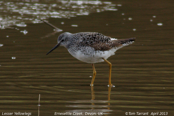Lesser Yellowlegs