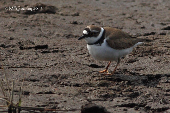 Little Ringed Plover
