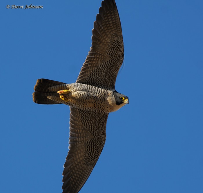 Peregrine