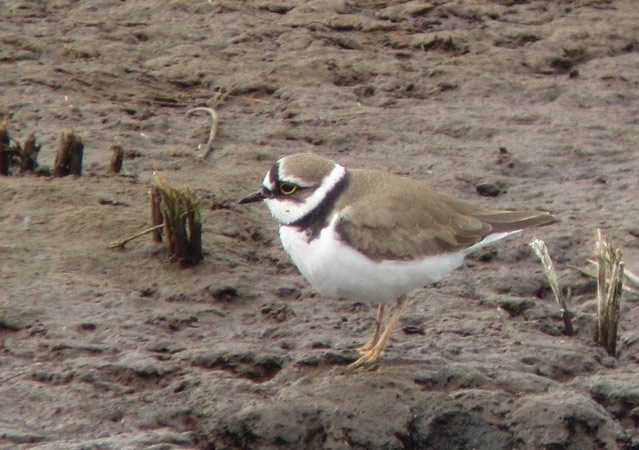 Little Ringed Plover