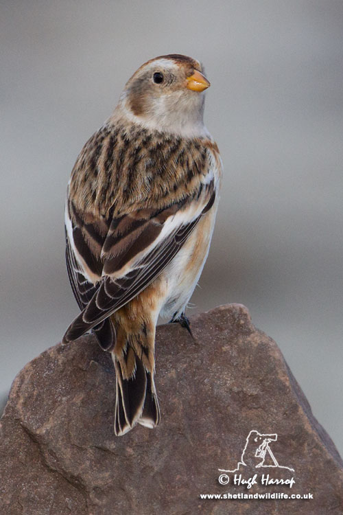 Snow Bunting