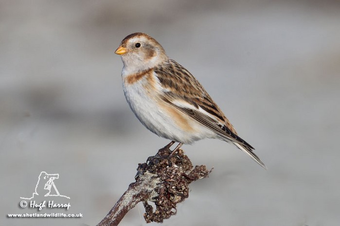Snow Bunting